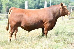 TJB 914U Sandhills 4120C-ET